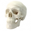 Mô hình hộp sọ ( 10 phần)